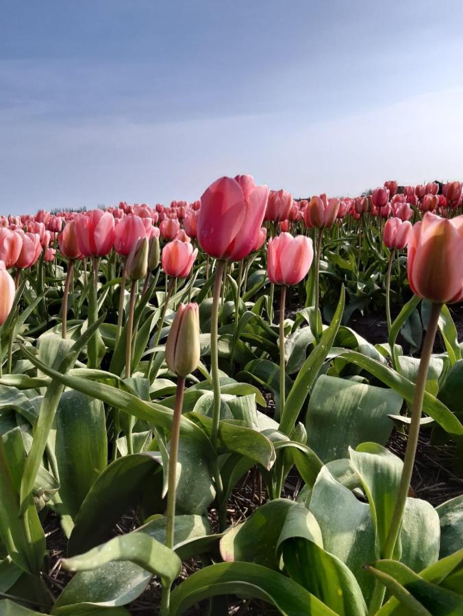 Villa Groot Familiehuis Voor 6 Personen In Landelijke, Rustige Omgeving à Breezand Extérieur photo