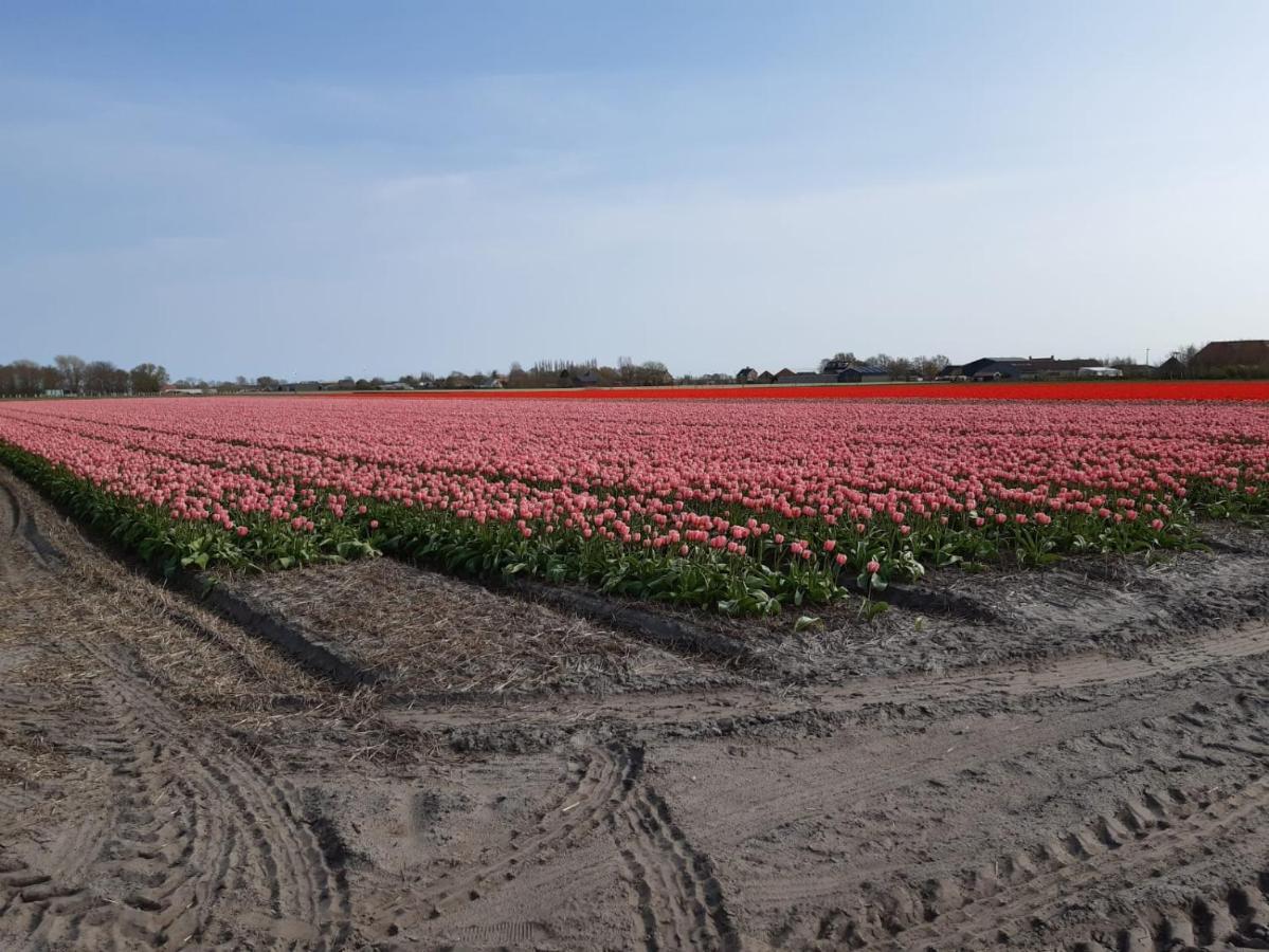 Villa Groot Familiehuis Voor 6 Personen In Landelijke, Rustige Omgeving à Breezand Extérieur photo